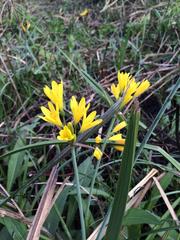 Cyrtanthus breviflorus