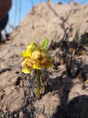 Hermannia sandersonii