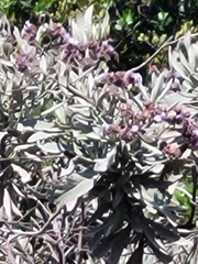 Eriodictyon traskiae traskiae