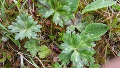 Ranunculus tuberosus