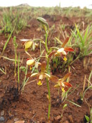 Eulophia parviflora