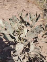 Eriodictyon traskiae traskiae