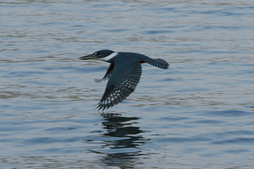 Ringed Kingfisher, photo 7 of 9