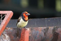 Lybius torquatus torquatus