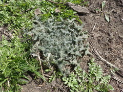Cirsium vulgare