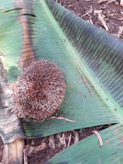 Atelerix albiventris