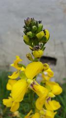 Elaphinis delagoensis