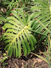 Monstera deliciosa