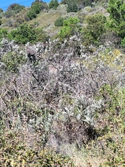 Eriodictyon traskiae traskiae