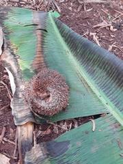 Atelerix albiventris