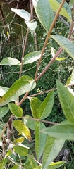 Viguiera pazensis