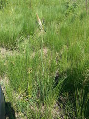 Kniphofia buchananii