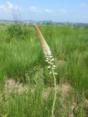 Kniphofia buchananii