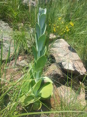 Kalanchoe thyrsiflora