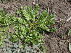 Capsella bursa-pastoris