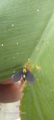 Membracis mexicana