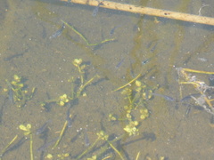 Cnesterodon decemmaculatus