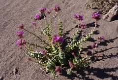 Cistanthe salsoloides