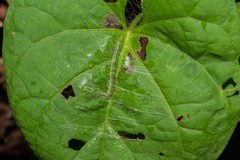 Haritalodes