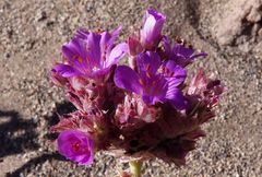 Cistanthe salsoloides