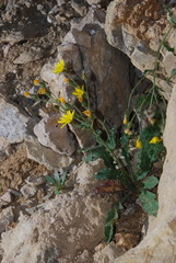 Hieracium amplexicaule berardianum