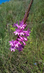 Watsonia densiflora