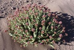Cistanthe salsoloides