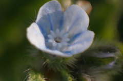 Bothriospermum chinense
