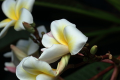 Plumeria obtusa