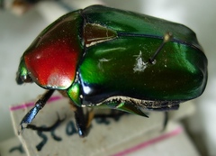 Protaetia speciosa jousselini