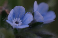 Bothriospermum chinense