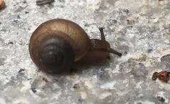 Acusta