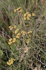 Helichrysum pannosum