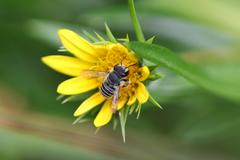 Immanthidium