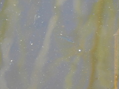 Cnesterodon decemmaculatus