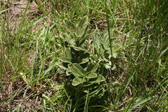 Eriosemopsis subanisophylla