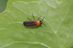 Luciolinae