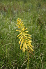 Kniphofia laxiflora
