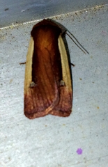 Ochropleura