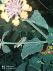 Noctua pronuba