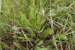 Alepidea