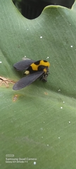 Membracis mexicana