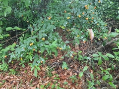 Wikstroemia nutans