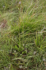 Alepidea