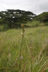 Alepidea