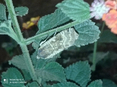 Noctua pronuba