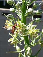Albuca virens virens
