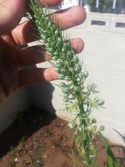 Albuca virens virens