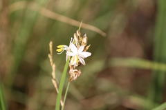 Chlorophytum saundersiae