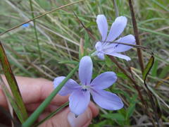 Barleria meyeriana